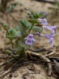 Glechoma hederacea. Цветущее растение на занесённом свежим аллювием берегу реки. Ленинградская обл., Лужский р-н, пос. Толмачёво. 08.06.2010.