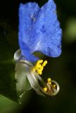 Commelina communis