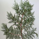 Platycladus orientalis