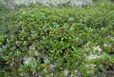 Rhododendron aureum