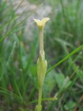 Gentiana aquatica