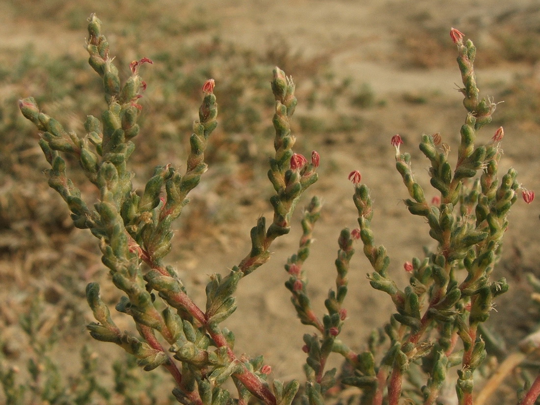 Изображение особи Petrosimonia oppositifolia.