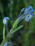 Myosotis arvensis