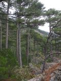 Pinus pallasiana. Сосняк. Южный Берег Крыма, восточный склон Ай-Петринской яйлы, урочище Таракташ. 14.10.2010.