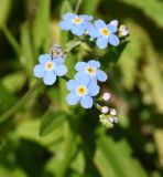 Myosotis palustris