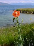 Papaver armeniacum