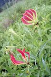 Gloriosa superba