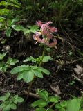 Corydalis marschalliana