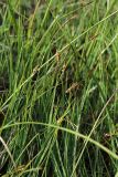 Carex rariflora