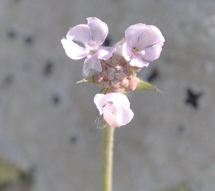 Изображение особи семейство Dipsacaceae.