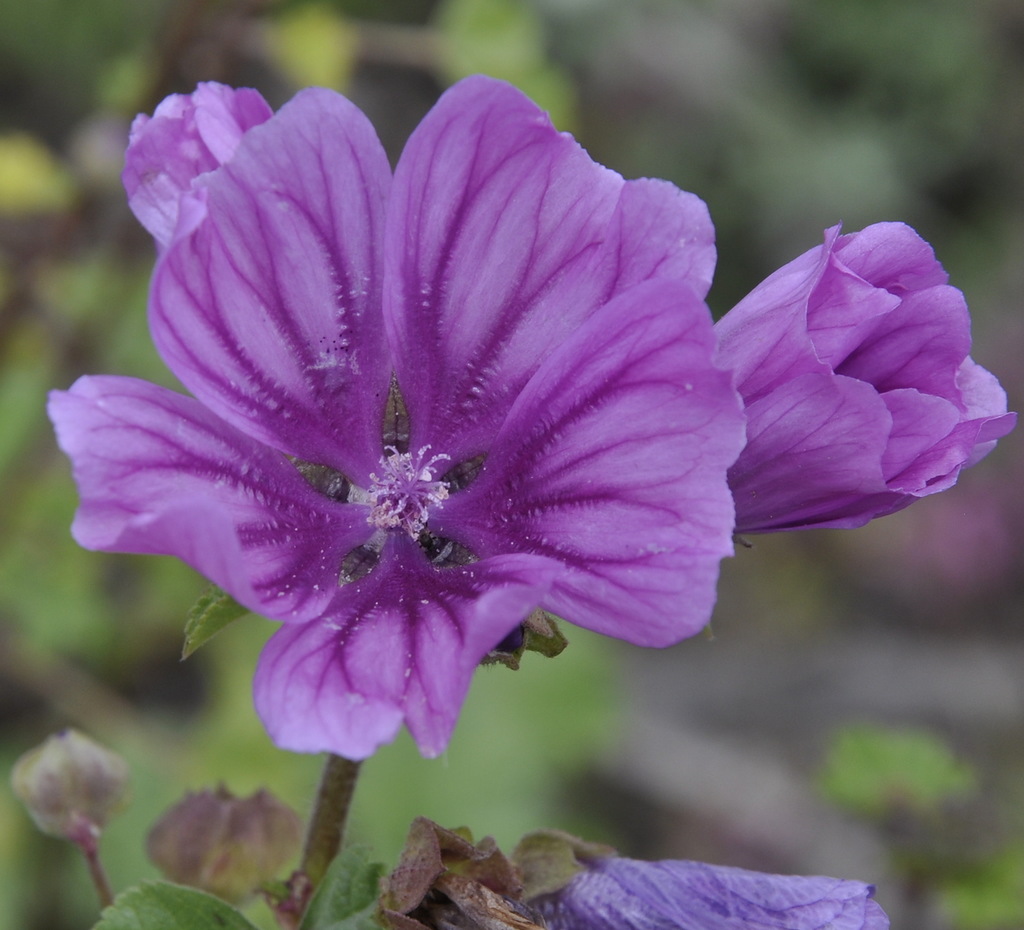 Изображение особи Malva sylvestris.