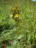 Hypericum hirsutum