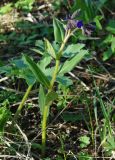 Pulmonaria angustifolia. Цветущее растение. Челябинская область, Ашинский район. 17.05.2011.