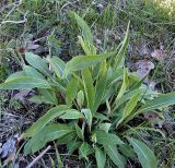 Centaurea jacea. Розетка прикорневых листьев. Чувашия, окр. г. Шумерля, Кумашкинский заказник, Соколова поляна. 14 мая 2007 г.