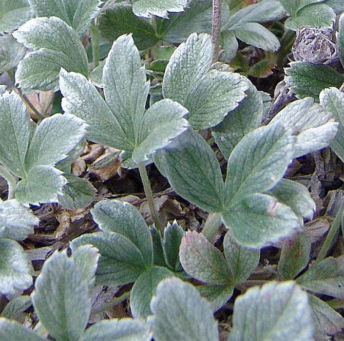 Изображение особи Potentilla oweriniana.