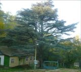 Cedrus atlantica