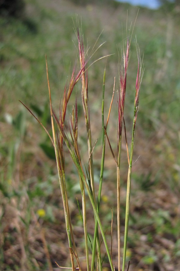 Изображение особи Vulpia ciliata.