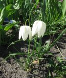 Fritillaria meleagris. Цветущее растение (белоцветковая форма). Санкт-Петербург, клумба. 15 мая 2012 г.