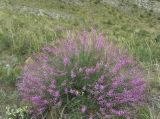 Astragalus macropterus