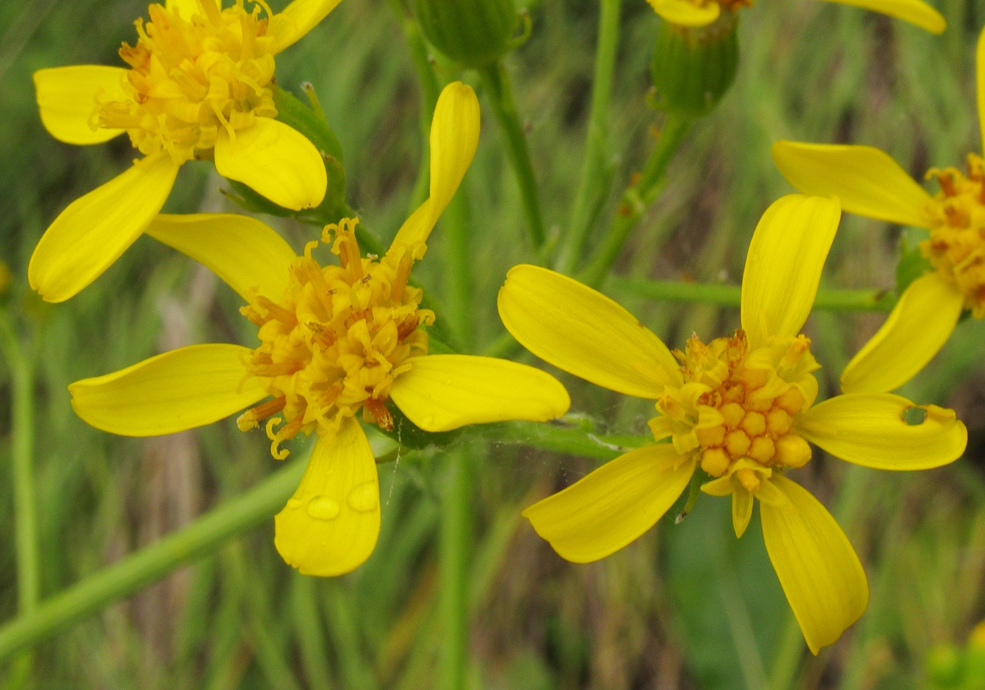 Изображение особи Senecio schwetzowii.