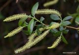 Salix triandra