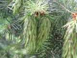 Pseudotsuga menziesii