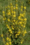 Verbascum pyramidatum. Соцветия. Крым, Байдарская долина, окр. с. Родниковое. 6 июля 2013 г.