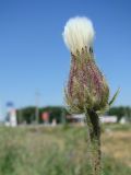 Crepis foetida. Нераскрывшееся соплодие. Север Краснодарского края, станица Кущёвская, обочина объездной дороги. 25.06.2009.