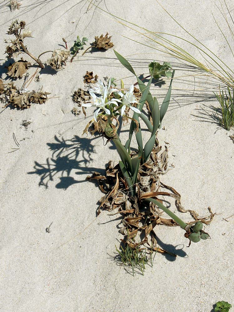 Изображение особи Pancratium maritimum.