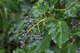 Hedera helix