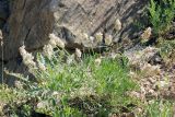 Astragalus pseudonobilis