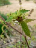 Galeopsis bifida