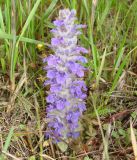 Ajuga multiflora. Цветущее растение. Приморский край, окрестности г. Уссурийска. 18.05.2008.