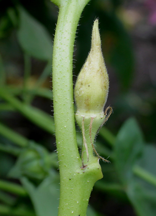 Изображение особи Hibiscus esculentus.