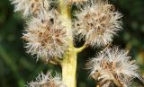 Ligularia altaica