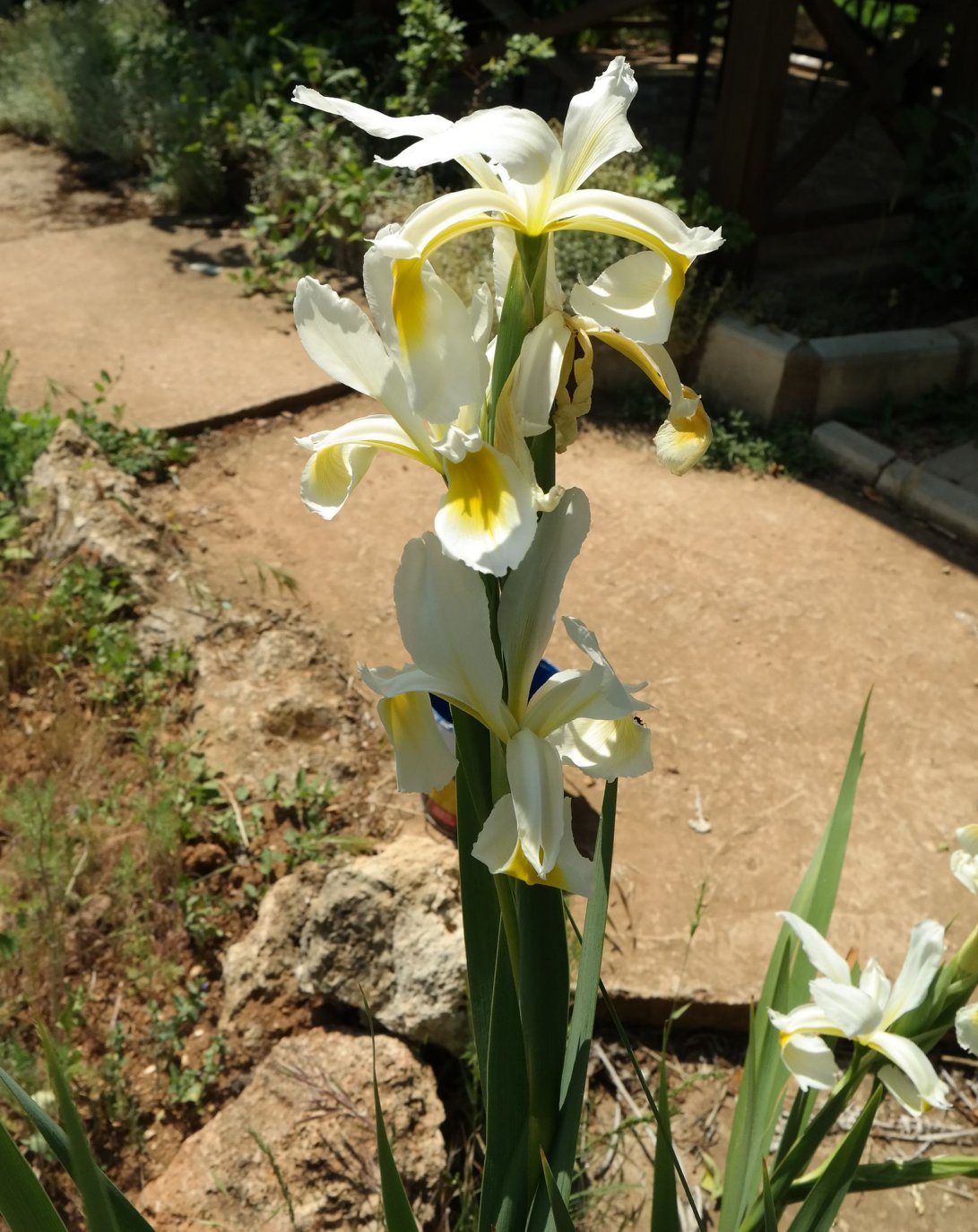 Изображение особи Iris orientalis.