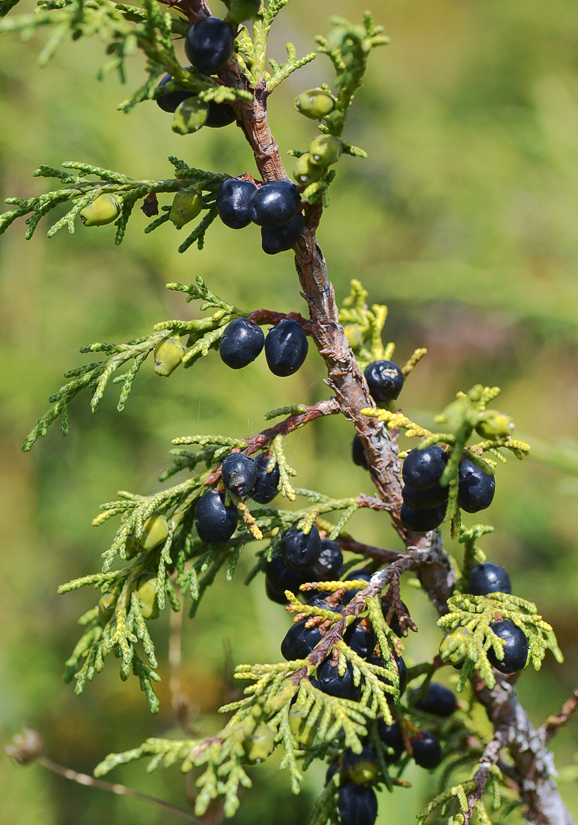 Изображение особи Juniperus pseudosabina.