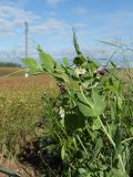 Pisum sativum. Верхушка цветущего и плодоносящего растения. Беларусь, Витебская обл., Городокский р-н, окр. пос. Малашенки, сорное на меже между посевами Linum usitatissimum и озимой пшеницы (Triticum aestivum). 17.08.2016.