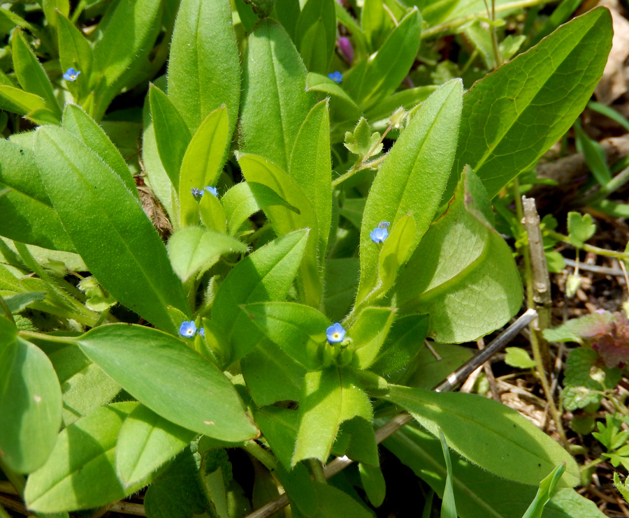 Изображение особи Myosotis sparsiflora.