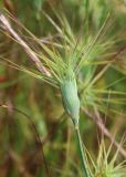 Aegilops geniculata