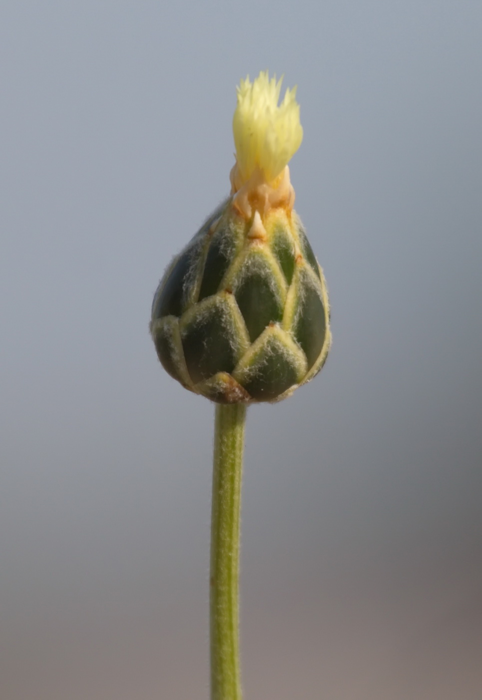 Изображение особи Amberboa turanica.