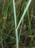 Elytrigia trichophora