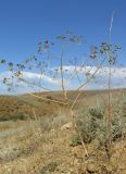 Ferula caspica