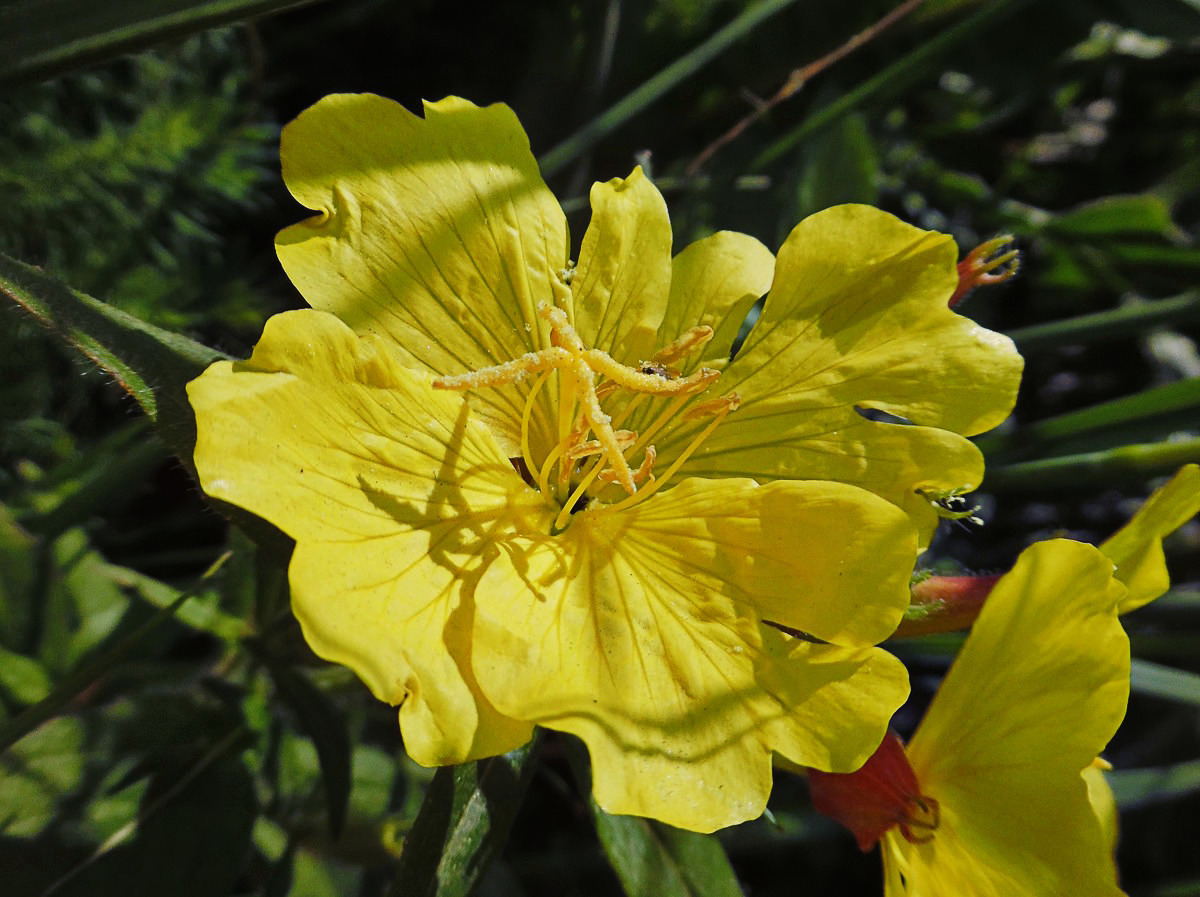 Изображение особи Oenothera pilosella.