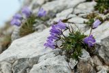 Campanula ciliata. Цветущее растение. Адыгея, Кавказский биосферный заповедник, склон горы Оштен, выс. ≈ 2700 м н.у.м., каменистая осыпь. 24.07.2017.