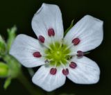 Eremogone juncea