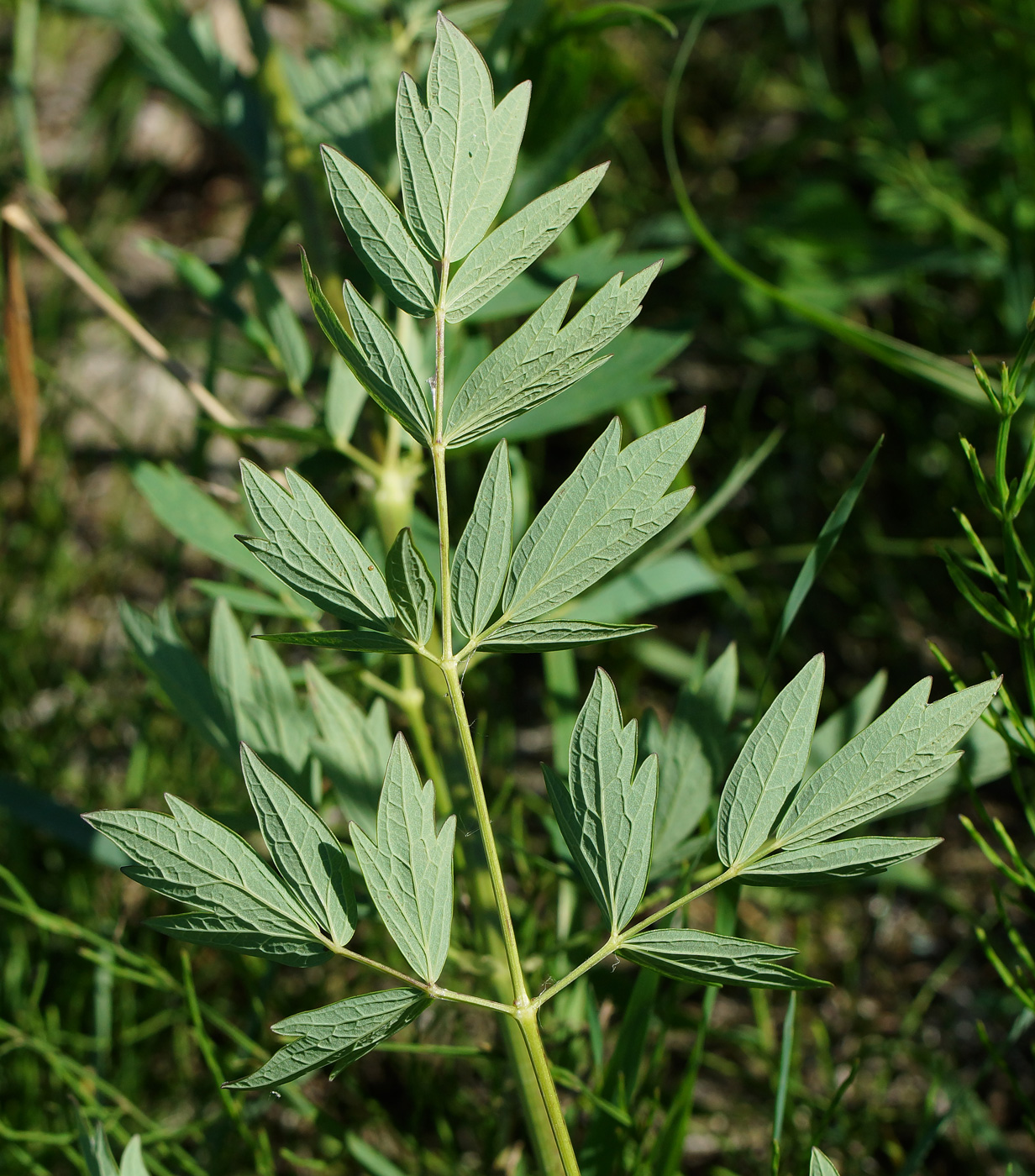 Изображение особи Thalictrum flavum.