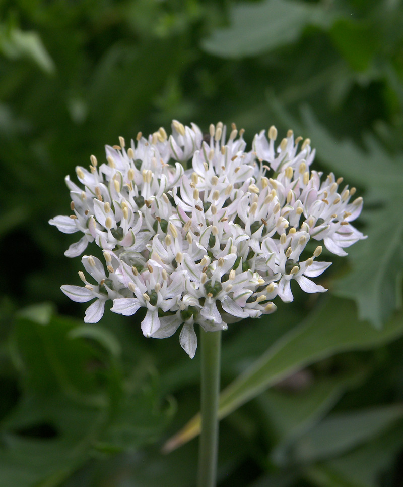 Изображение особи Allium kharputense.