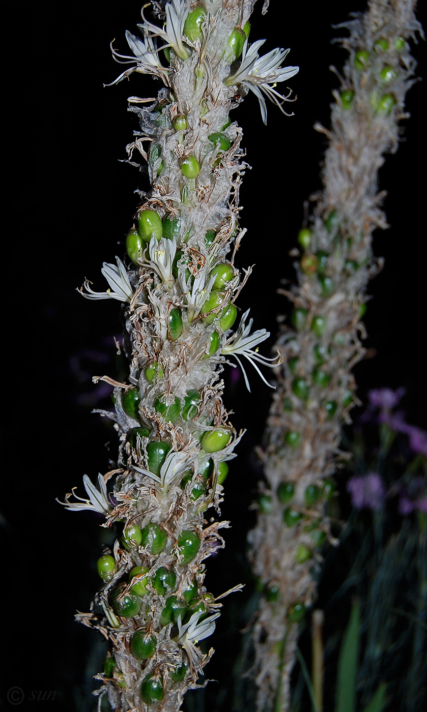 Изображение особи Asphodeline taurica.