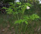 Actaea spicata